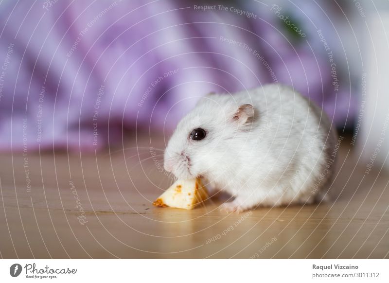 Weißer Hamster isst Käse Essen Zähne Tier Haustier 1 Diät weiß Nagetiere Russisch Lebensmittel Auge Futter seltsam Säugetier Farbfoto Innenaufnahme