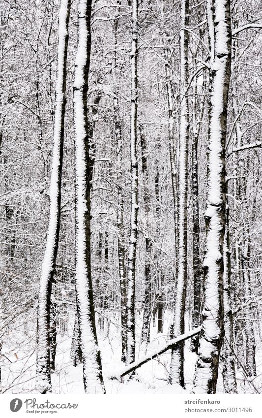 Verschneite Baumstämme im winterlichen Wald Umwelt Natur Landschaft Pflanze Urelemente Wasser Winter Klima Klimawandel Schnee Baumstamm Holz frieren dunkel kalt