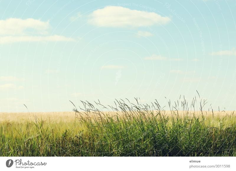 am Feldrand Umwelt Natur Pflanze Himmel Wolken Sommer Schönes Wetter Gras Getreidefeld Wiese blau gelb grün Gelassenheit ruhig Sehnsucht Heimweh Fernweh