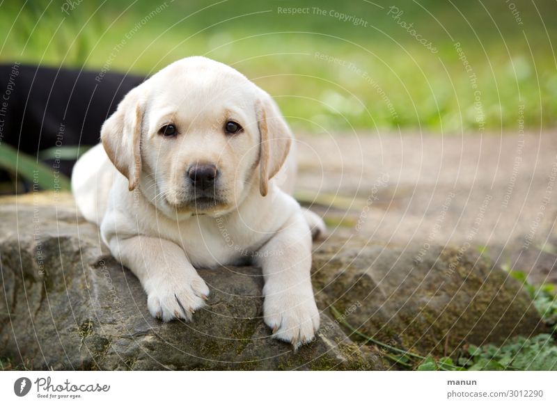 Knuffelwuff Lifestyle Gesundheit Tier Haustier Hund Labrador Welpe 1 Tierjunges liegen Blick Wachstum authentisch Freundlichkeit Fröhlichkeit positiv weich