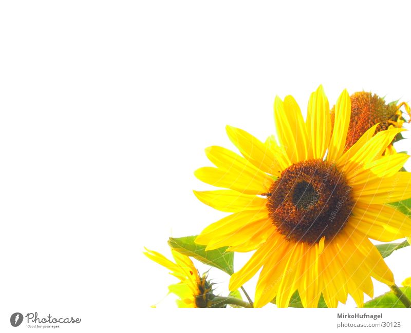 Sonnenblumen Freisteller Weißabgleich grell gelb Blume Schönes Wetter