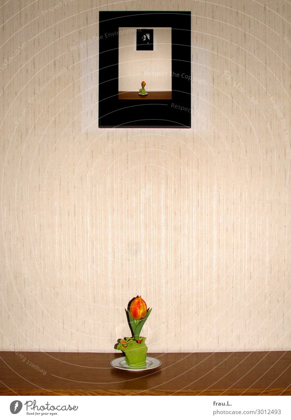 Kleine Tulpe Bilder Blumentopf Kommode außergewöhnlich lustig gelb grün rot seltsam Ironie sentimental ästhetisch Gefühle geheimnisvoll Kitsch Rätsel Irritation