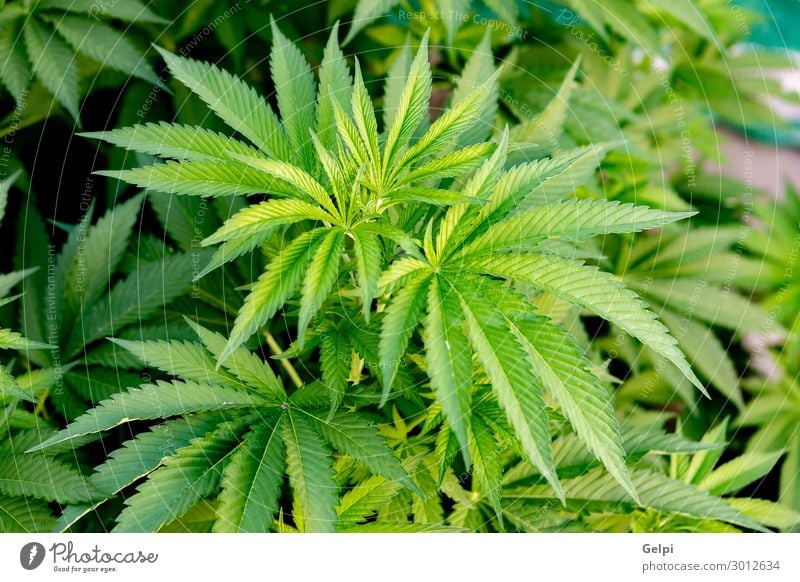 Medizinische Cannabiskultur fast erntereif Medikament Erholung Pflanze Wachstum Schmerz medizinisch Abhängigkeit Gesundheit bewässert Feldfrüchte präventiv