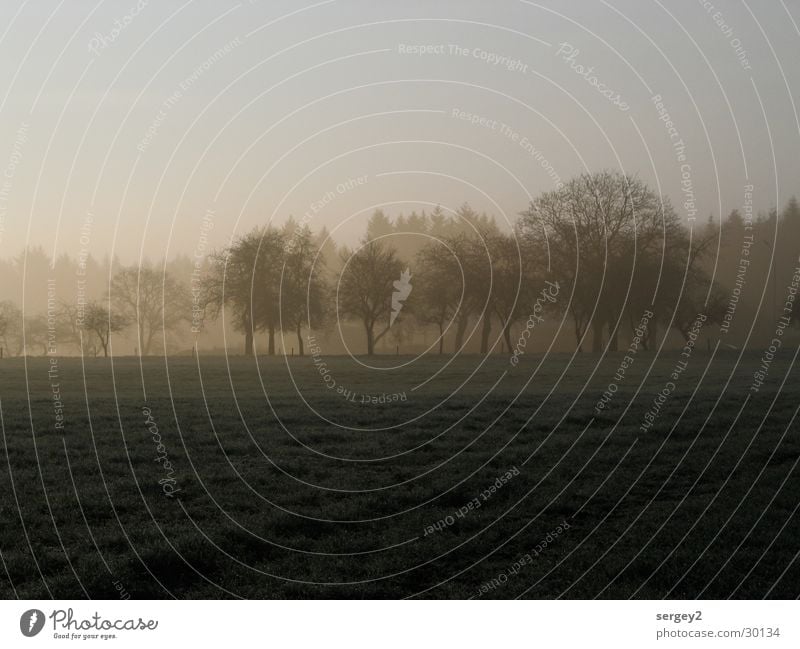 früh morgens 2 Morgen Nebel Landwirtschaft grau Feld Baum Sonnenaufgang Tau mystisch