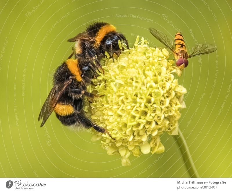 Hummeln und Schwebfliege auf einer Blüte Natur Pflanze Tier Sonnenlicht Schönes Wetter Blume Wildtier Fliege Biene Tiergesicht Flügel Bombus Auge Beine Kopf