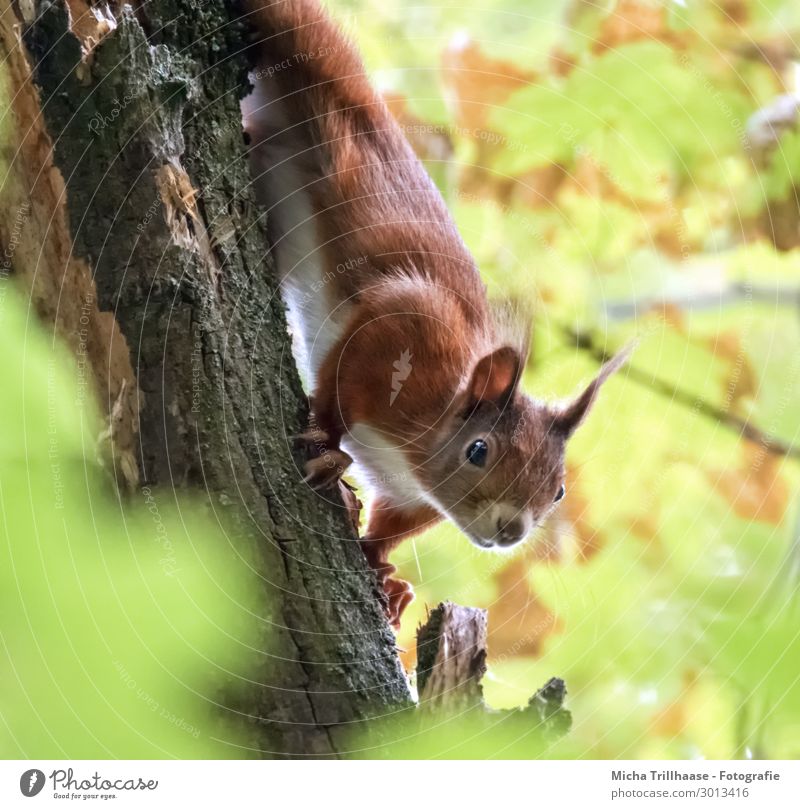 Neugieriges Eichhörnchen am Baumstamm Natur Pflanze Tier Sonnenlicht Schönes Wetter Blatt Wildtier Tiergesicht Fell Krallen Kopf Auge Ohr Nase 1 beobachten