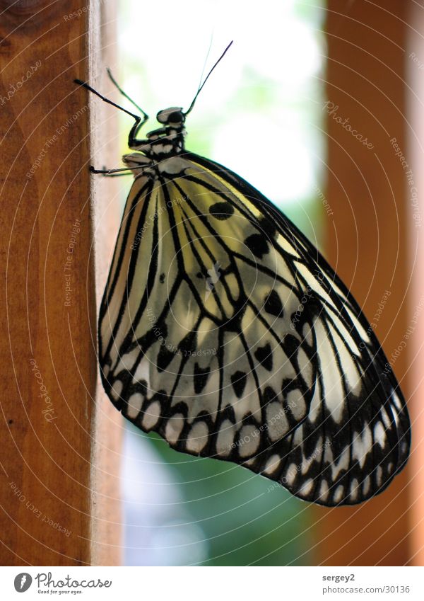 My Butterfly Schmetterling Tier Insekt Holz Fühler vertikal Farbe Nahaufnahme facetten schwarz-weiss-gelb Pfosten Natur Punkt Auge
