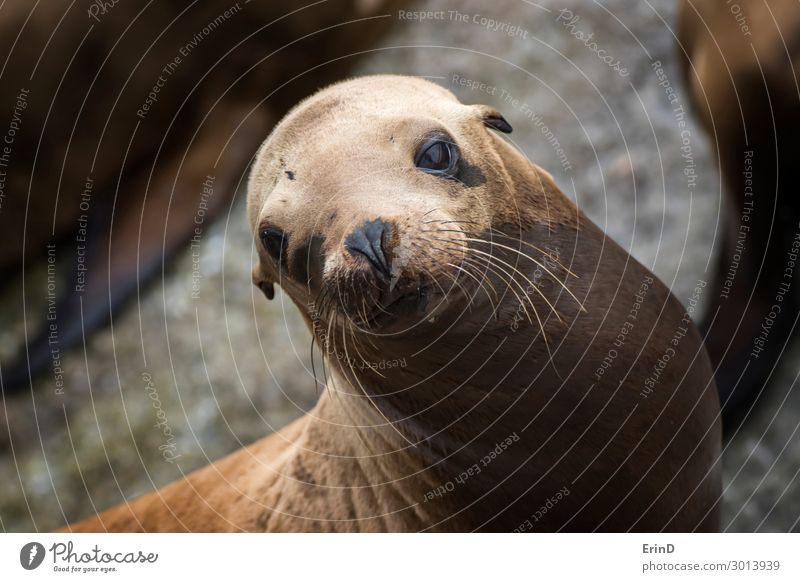 Seelöwe schaut mit großen braunen Augen und Schnurrhaaren auf die Kamera. Gesicht Sonne Meer Menschengruppe Umwelt Natur Tier Felsen Küste Pelzmantel Coolness