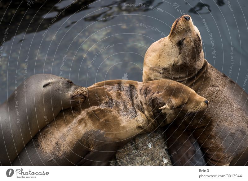 Gruppe von drei schlafenden Seelöwen mit Wasser Gesicht Meer Familie & Verwandtschaft Freundschaft Menschengruppe Umwelt Natur Pelzmantel niedlich wild