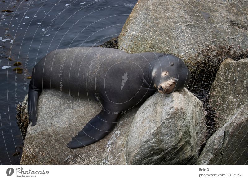 Männlicher Seelöwe schläft auf Felsen in Monterey Kalifornien Gesicht Meer Mann Erwachsene Menschengruppe Umwelt Natur Tier Küste Pelzmantel schlafen Coolness