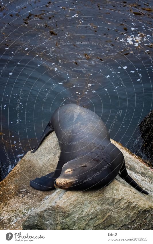 Männlicher Seelöwe schlafend auf Felsen mit Kelpwald dahinter Gesicht Meer Mann Erwachsene Menschengruppe Umwelt Natur Tier Küste Pelzmantel Coolness frisch