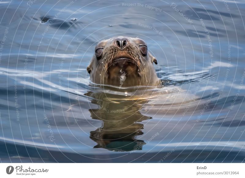 Seelöwe kommt aus dem Meer mit Wassertropfen auf Schnurrhaaren. Gesicht Sonne Menschengruppe Umwelt Natur Tier Küste Pelzmantel Coolness frisch einzigartig