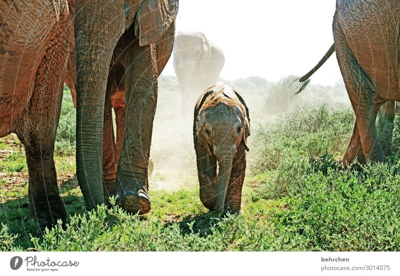 familienzeit Elefant Natur Safari Tierporträt Abenteuer Menschenleer gefährlich Tag Nahaufnahme Außenaufnahme Farbfoto Tierfamilie Südafrika