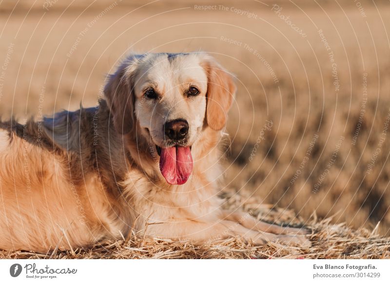 Golden Retriever Hund im gelben Feld bei Sonnenuntergang. Portrait Lifestyle Glück schön Gesicht Erholung Sommer Natur Tier Blume Wiese Haustier sitzen heiß