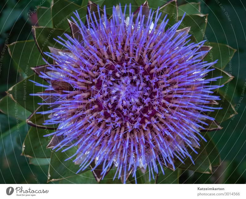 Struktur einer Artischockenblüte Lebensmittel Gemüse Ernährung exotisch Garten Natur Pflanze Sommer Blüte Nutzpflanze Feld Blühend Wachstum lecker violett