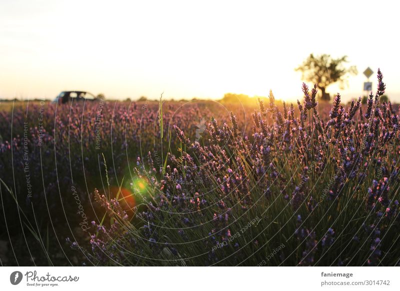 Lavendelfeld deluxe Natur Landschaft Schönes Wetter Wärme Feld Gefühle Stimmung Glück Valensole Provence Südfrankreich Frankreich Sonnenuntergang Romantik Baum