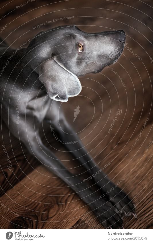 Weimaraner Jagdhund Tier Haustier Hund Fell 1 beobachten warten Häusliches Leben Freundlichkeit braun grau Wachsamkeit elegant Hundeauge Hintergrundbild