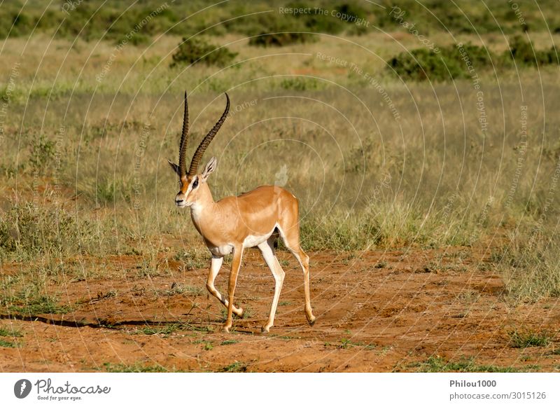 Junge weibliche Antilope in der Savanne von Samburu schön Safari Frau Erwachsene Mann Natur Tier Park natürlich wild Afrika Kenia Afrikanisch Antilopen Fauna