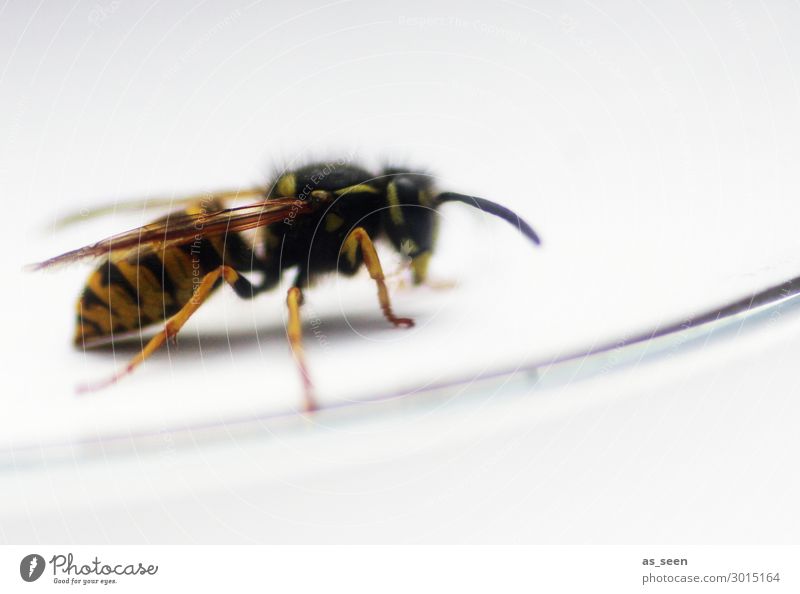 Wespe Sommer Tier Biene Wespen Insekt Stachel Fühler Flügel 1 krabbeln klein nah natürlich gelb schwarz Appetit & Hunger nachhaltig Natur Umwelt