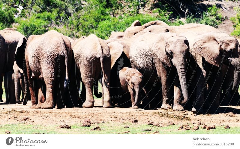 beschützt Ferien & Urlaub & Reisen Tourismus Ausflug Abenteuer Ferne Freiheit Safari Wildtier Tiergesicht Elefant Tiergruppe Tierjunges Tierfamilie beobachten