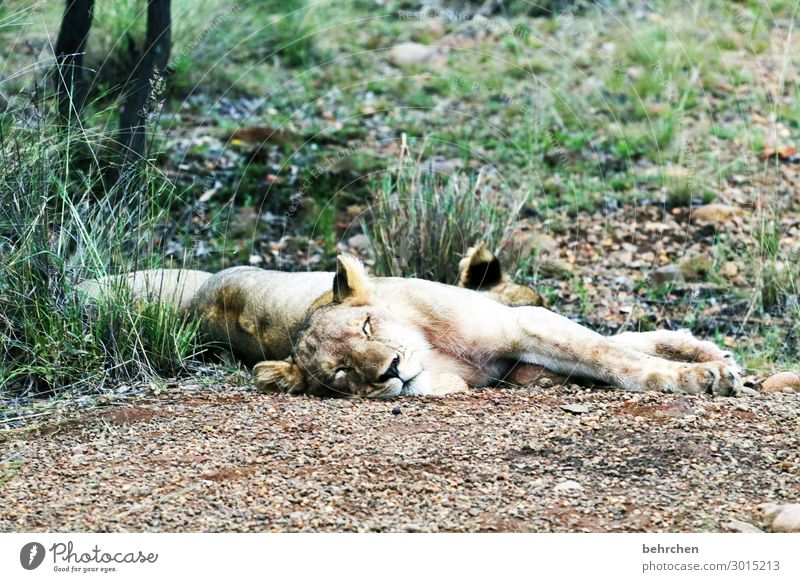 die beste zeit zum verpennen Löwe Wildnis Afrika Tier Wildtier Tierporträt Unschärfe Sonnenlicht Kontrast Licht Außenaufnahme Nahaufnahme Detailaufnahme