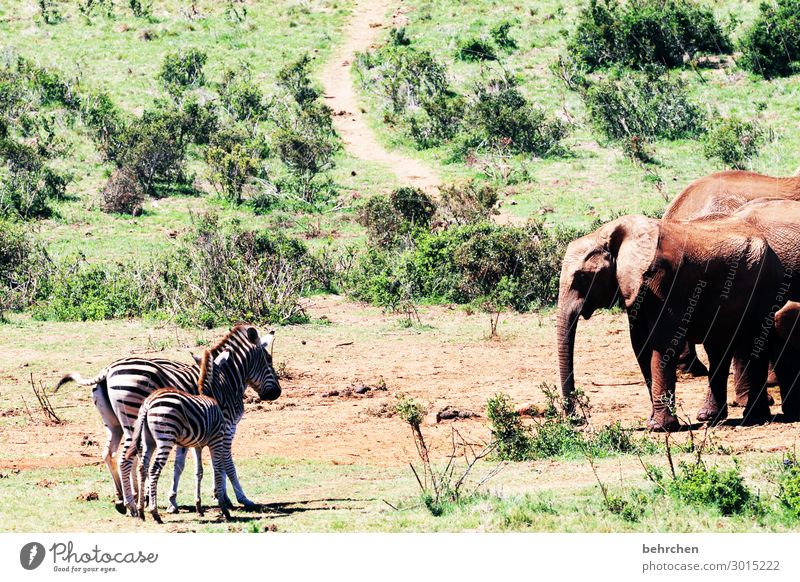 vis-a-vis Ferien & Urlaub & Reisen Tourismus Ausflug Abenteuer Ferne Freiheit Safari Wildtier Tiergesicht Fell Elefant Zebra außergewöhnlich exotisch