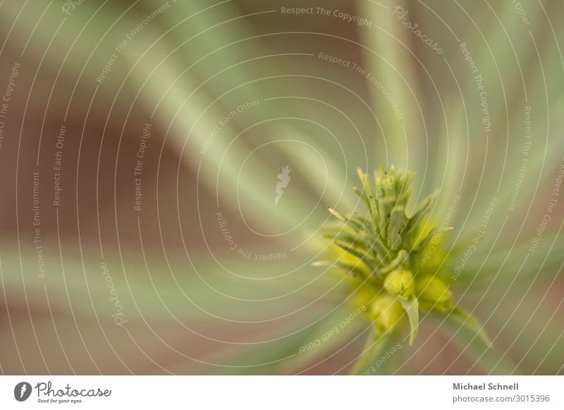 Zartgrün Umwelt Natur Pflanze nachhaltig weich achtsam ruhig einzigartig zart zartes Grün Farbfoto Außenaufnahme Makroaufnahme Menschenleer Textfreiraum links