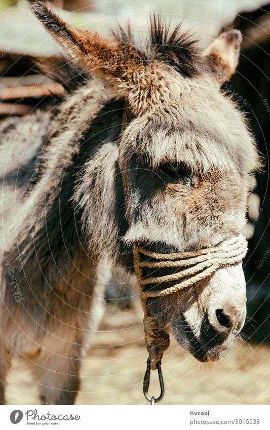 Esel, in einem mazedonischen Haus. Gesicht Seil Gesäß Natur Tier Dorf Freundlichkeit wild braun Europa Makedonien heimwärts Feld Balkan rustikal Kopf Behaarung