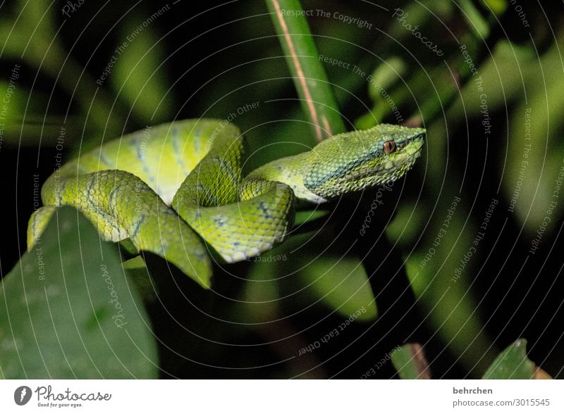 tierliebe | mit einem klitzekleinen risiko Natur Tierschutz Umweltschutz Reptilien Tierporträt Unschärfe Kontrast Licht Menschenleer Detailaufnahme Nahaufnahme