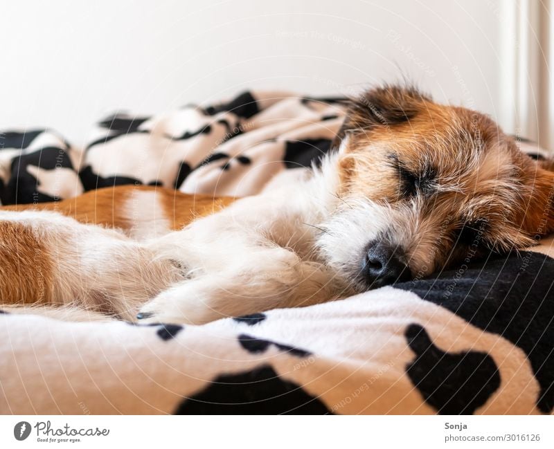 Kleiner Hund schläft auf einem Sitzsack Tier Haustier Tiergesicht Fell Pfote 1 sitzsack hundebett schlafen kuschlig natürlich niedlich Zufriedenheit