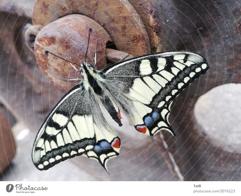 Schmetterling Schwalbenschwanz Butterfly swallowtail Umwelt Natur Pflanze Tier 1 Beton Metall Stahl Rost Linie Streifen fliegen leuchten ästhetisch elegant