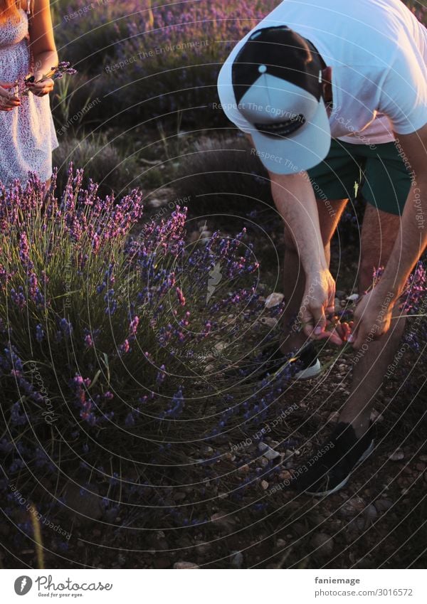 Lavendel pflücken II Lifestyle Mensch maskulin feminin Arme 2 30-45 Jahre Erwachsene Natur Landschaft Schönes Wetter Wärme Feld Blühend Duft Lavendelfeld
