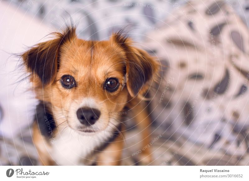 Schönes Porträt eines Welpen. Tier Haustier Hund 1 beobachten Blick blond braun schwarz "Porträt". Säugetier Schnauze Vordergrund abschließen heimwärts