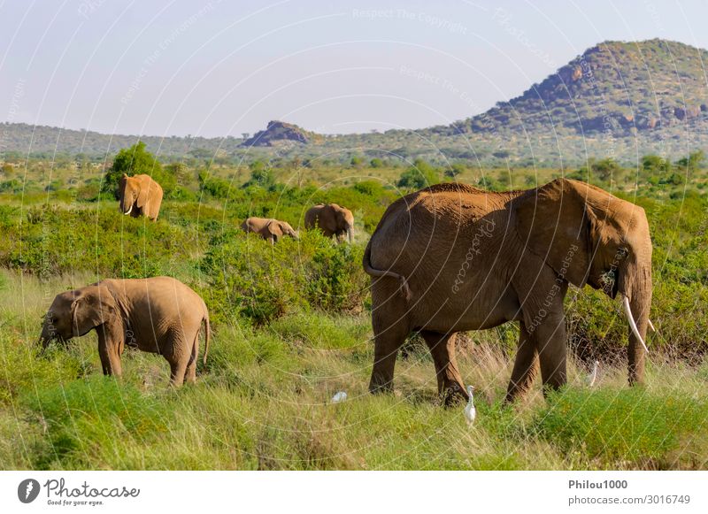Eine Elefantenfamilie im Busch Spielen Ferien & Urlaub & Reisen Safari Familie & Verwandtschaft Menschengruppe Tier Gras Park Herde wild Schutz Afrika Kenia