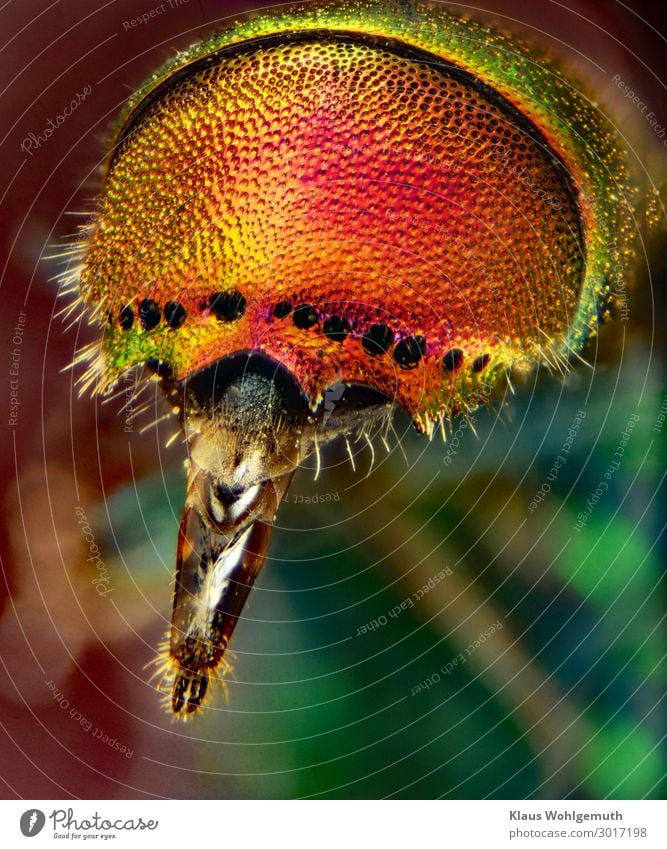 Natürlich schön Tier Sommer Wildtier Wespen Goldwespe 1 Mikroskop exotisch glänzend stachelig blau braun mehrfarbig gelb gold grün orange rosa rot schwarz