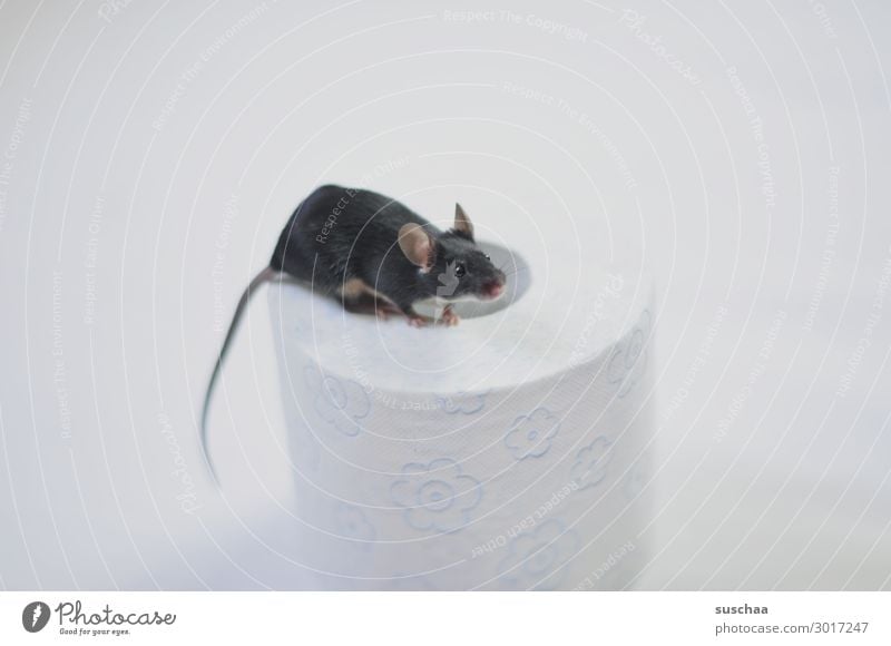 maus Maus Haustier Nagetiere kleines Säugetier Tier 1 Fell weiß schwarz Toilettenpapier Papier Rolle Hintergrund neutral Vorsicht behutsam Angst Ekel tierisch