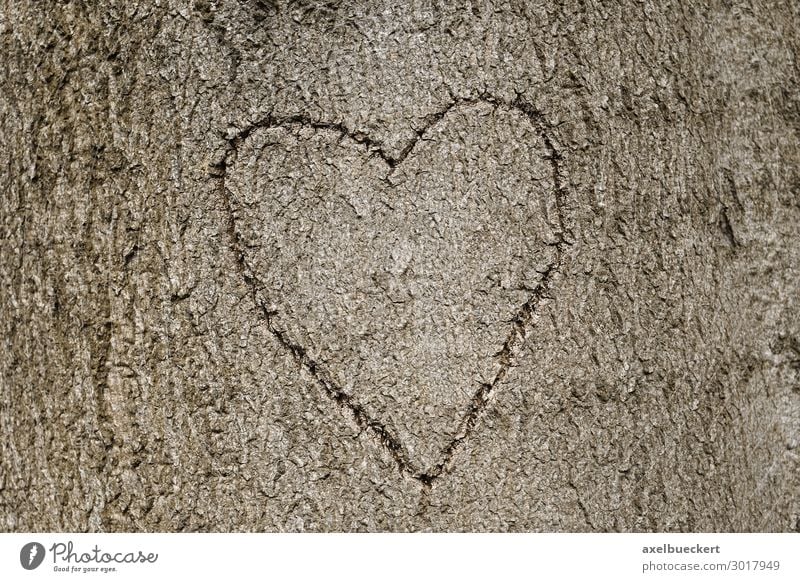 Herz Symbol in Baum geritzt Lifestyle Valentinstag Natur Wald Zeichen Liebe Symbole & Metaphern Hintergrundbild herzförmig Liebesbekundung Baumstamm Baumrinde