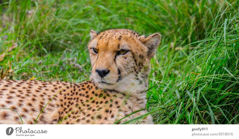 Gemütlichkeit Ferien & Urlaub & Reisen Tourismus Ausflug Abenteuer Ferne Freiheit Safari Expedition Gesicht Auge Ohr Natur Gras Tier Wildtier Katze Tiergesicht