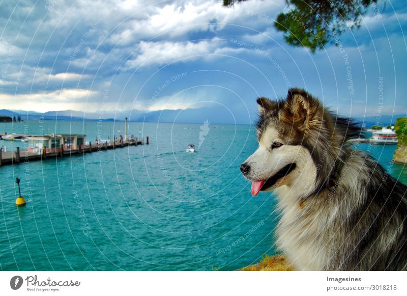 Alaskan Malamute Siberian Husky Hund mit Blick auf See Hintergrund. Reise-Konzept. Dramatischer Himmel über Peschiera del Garda. Italien 2019