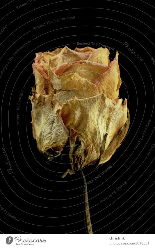 Rose getrocknet Zeichen alt Blühend gelb Gefühle Erotik Mitgefühl Traurigkeit Sorge Trauer Tod Blüte welk Duft Liebe Farbfoto Studioaufnahme Menschenleer