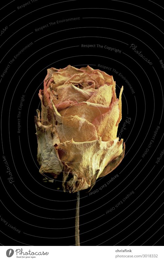 Rose vertrocknet Pflanze Blume Duft verblüht Erotik gelb gold Gefühle Stimmung Trauer Tod Liebeskummer welk getrocknet Farbfoto Innenaufnahme Studioaufnahme