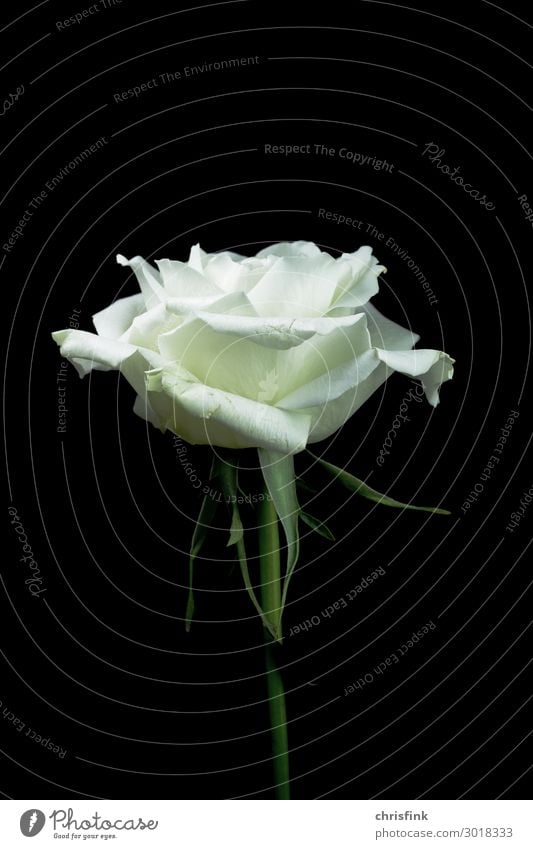 Weisse Rose vor schwarzem Hintergrund Natur Pflanze Blume weiß Verliebtheit Trauer Tod Blüte Kontrast Farbfoto Innenaufnahme Menschenleer Kunstlicht Licht
