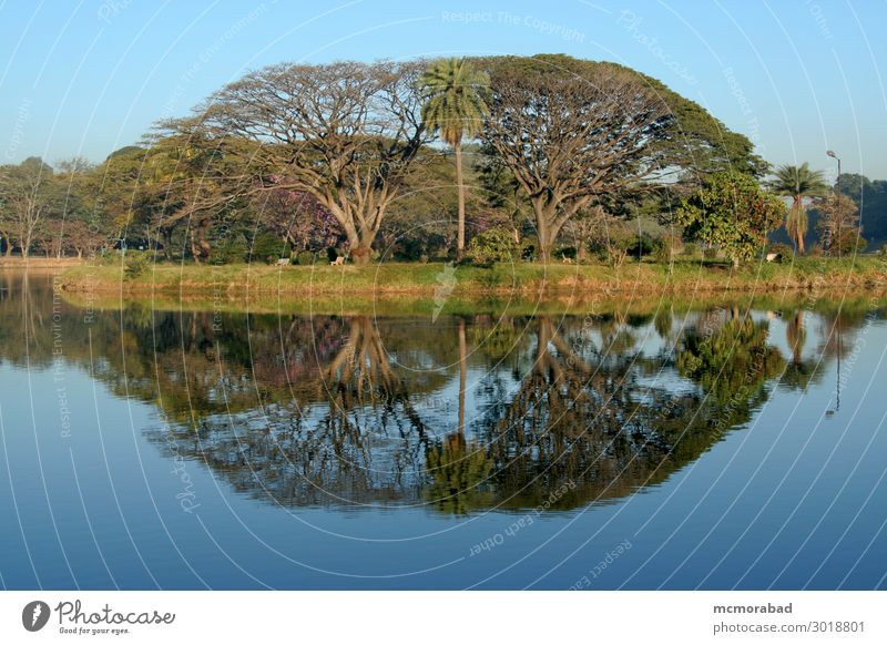 Bäume und Reflexionen Design Umwelt Natur Landschaft Himmel Baum Blatt Teich See ästhetisch blau grün Gelassenheit Bild Sehvermögen Figur Spiegelbild