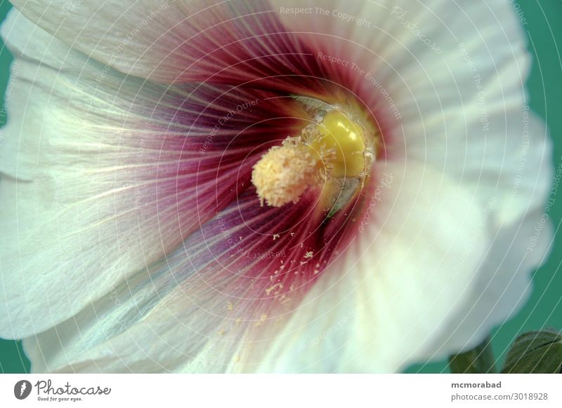 Weiße Hibiskusblütenblätter Natur Pflanze Blume ästhetisch schön Hawaiiblume Glühdraht Anthere Staubfäden Pollenflug Farbfoto Nahaufnahme Makroaufnahme