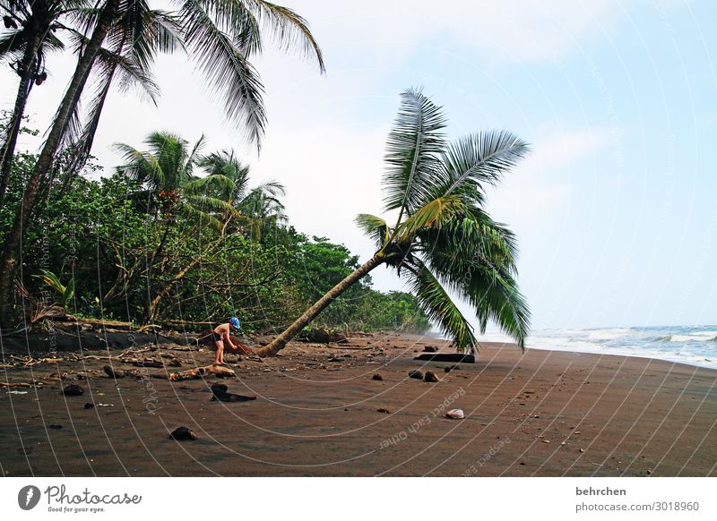 unter palmen Kontrast Licht Tag traumhaft Fernweh unberührt wild Farbfoto Außenaufnahme schön Karibik tortuguero Costa Rica fantastisch Kokosnuss Wellen Küste