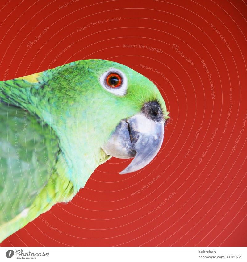 moinsen| farbenfrohes bild mit papagei Tierporträt Kontrast Licht Tag Menschenleer Detailaufnahme Nahaufnahme Außenaufnahme Farbfoto Fernweh Tierliebe