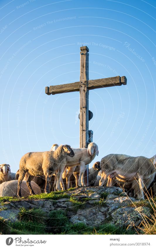 Du auch hier? Ostern Karfreitag Natur Gipfel Tier Haustier Nutztier Schaf Schafherde Tiergruppe Herde Kreuz Symbole & Metaphern Gipfelkreuz stehen