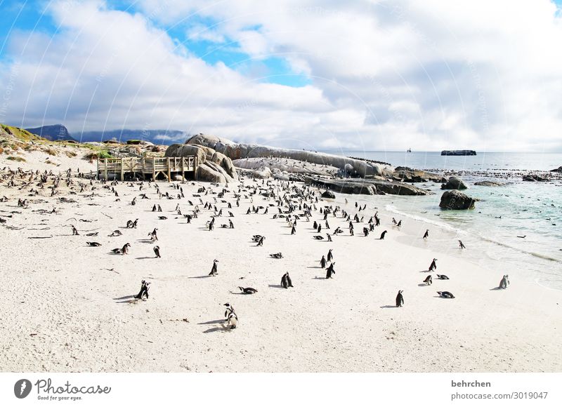 ein meer von pinguinen Kontrast Licht Tag Außenaufnahme Farbfoto Fernweh wild Südafrika fantastisch außergewöhnlich Meer Strand Küste Wellen Himmel Landschaft