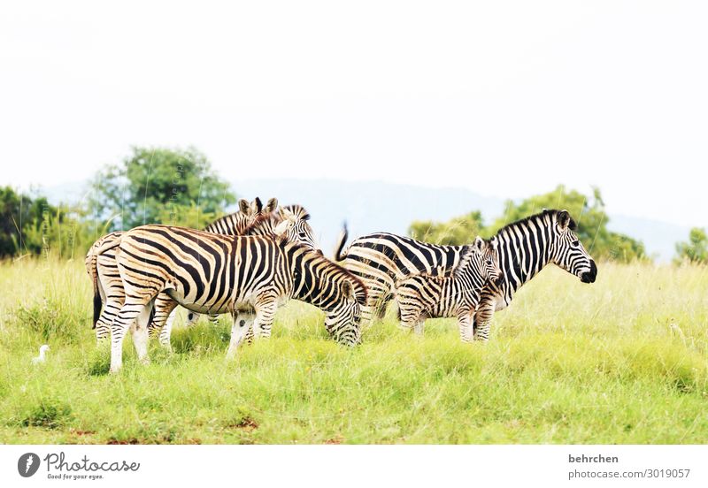 schutz Tierporträt Unschärfe Sonnenlicht Kontrast Licht Farbfoto Außenaufnahme Nahaufnahme Menschenleer Tag gestreift Muster Mutterliebe Fernweh Südafrika