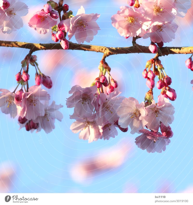 Blüten der Zierkirsche Pflanze Himmel Sonnenlicht Frühling Schönes Wetter Baum Garten Park blau gelb grau rosa weiß duftig Blütenknospen Blütenstempel